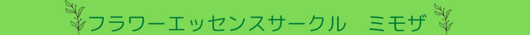 フラワーエッセンス　ミモザ